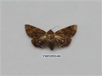 藏品(夜蛾319)的圖片